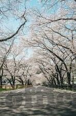 曰本伦理片-探索曰本伦理片，文化、艺术与社会视角的交织